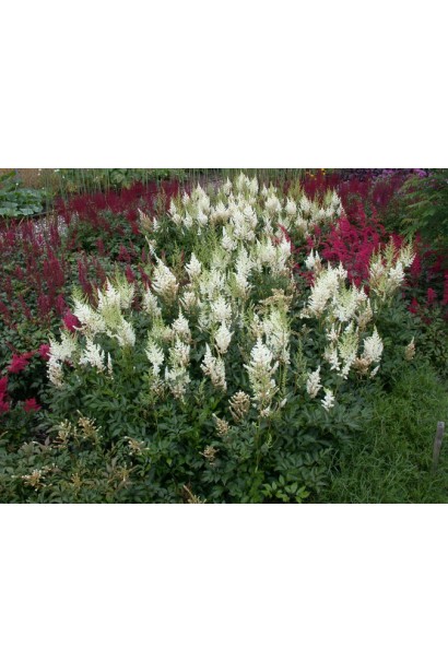 Астильба Арендса “Фата нареченої” в саду 